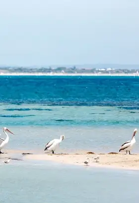 Tern-Bank,-Safety-Bay.JPG
