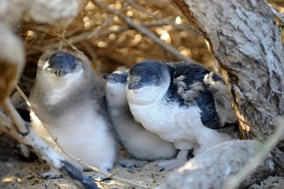 Fairy penguins