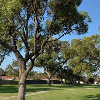 a group of trees in a park