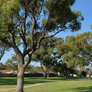 a group of trees in a park