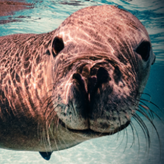 Underwater photo of a sea lion swimming beside the text ‘Rediscover Rockingham.