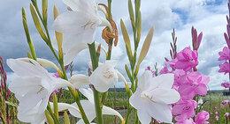Bugle Lily Watsonia meriana var. bulbillifera