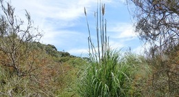 Pampas Grass Cortaderia selloana tufted grass plant