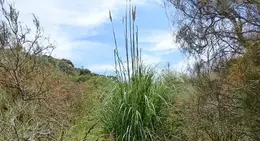 Pampas Grass Cortaderia selloana tufted grass plant