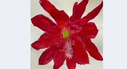 a red flower with green center