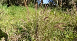 Fountain Grass Cenchrus setaceus
