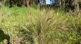Fountain Grass Cenchrus setaceus