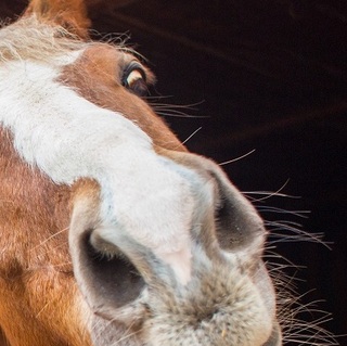 a horse looking out of a barn