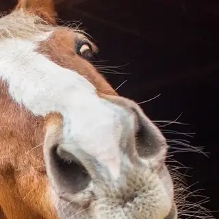 a horse looking out of a barn