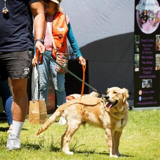 A dog on a lead walking across grass at an outdoor community event with market stalls and signage in the background.