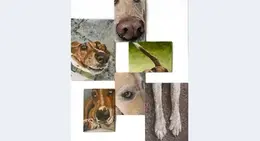 a group of pictures of dogs