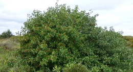 a large tree with many leaves