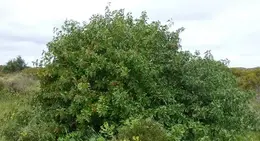a large tree with many leaves