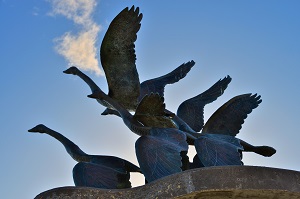 The-geese-of-the-Catalpa-Memorial