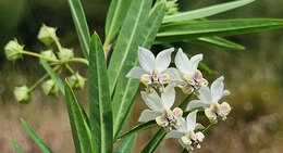 Narrow Leaf Cottonbush Gomphocarpus fruticosus 