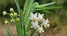 Narrow Leaf Cottonbush Gomphocarpus fruticosus 