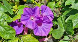 Morning Glory Ipomoea indica bright purple trumpet shaped flower