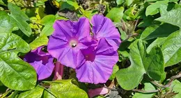 Morning Glory Ipomoea indica bright purple trumpet shaped flower