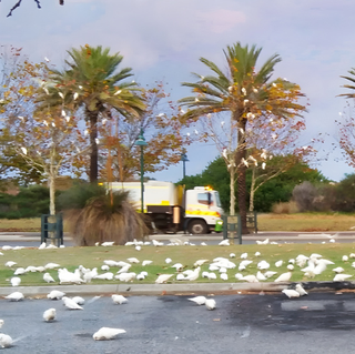 a group of white birds on grass in a parking lot
