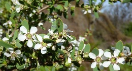 Coastal Tea Tree Leptospermum laevigatum white flowers