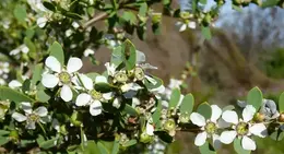 Coastal Tea Tree Leptospermum laevigatum white flowers