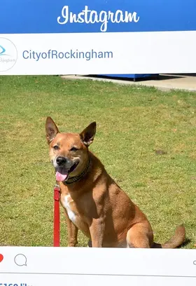 Dog-registration.jpg