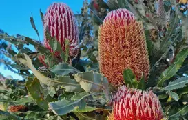 a close up of a plant