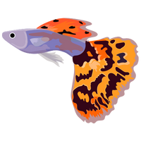Guppy