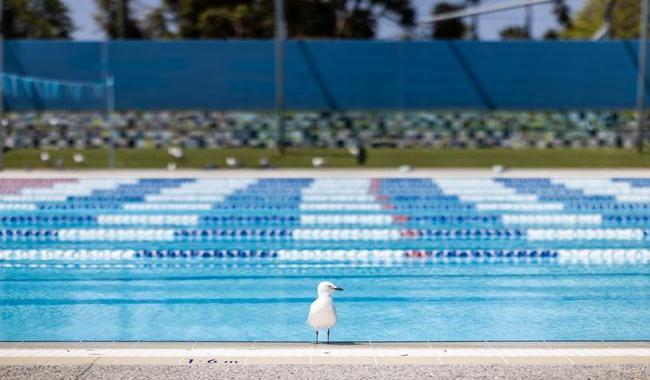 Lone seagull perched next to Aqua Jetty outdoor pool.