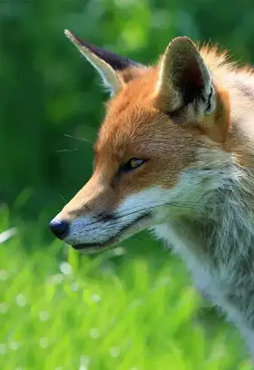 Pest-Animals.jpg