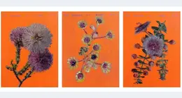 a collage of flowers on an orange background