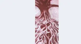 a red and white drawing of a tree