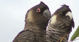 a close up of two birds