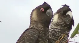 a close up of two birds