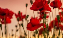 a close up of red flowers