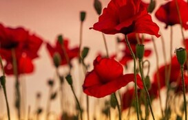 a close up of red flowers