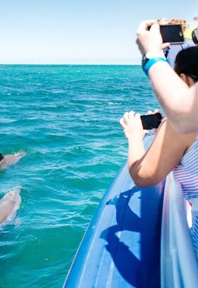 people taking pictures of dolphins in the water