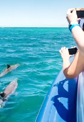 people taking pictures of dolphins in the water