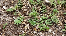 Caltrop Tribulus terrestris small ground cover pest plant