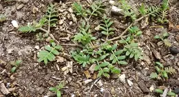 Caltrop Tribulus terrestris small ground cover pest plant