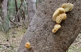 a tree trunk with mushrooms growing on it