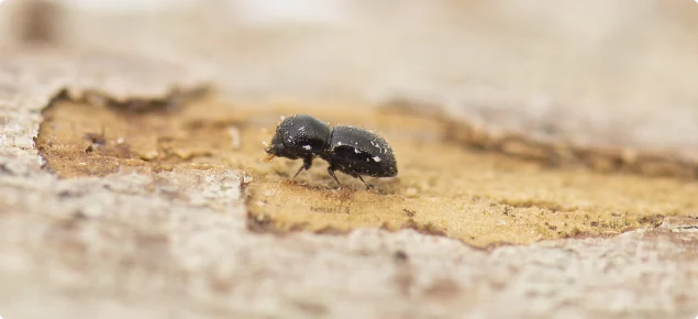 a black bug on a piece of wood