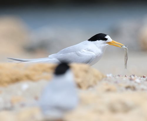 Fairy Tern