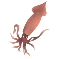 Squid