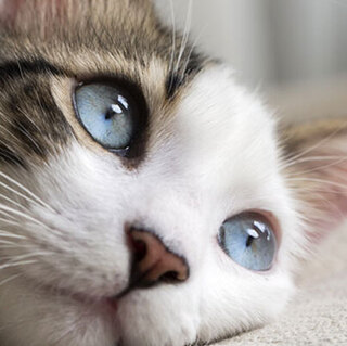 Close-up of a cat with blue eyes lying on a soft surface.