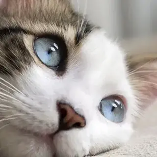 Close-up of a cat with blue eyes lying on a soft surface.