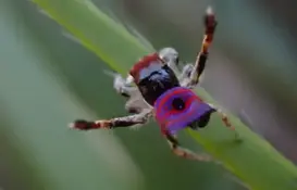 a close up of a bug