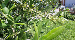 Bugle Lily Watsonia meriana var. bulbillifera