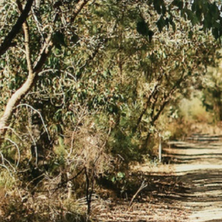 A natural bushland walking trail surrounded by tall trees and dense vegetation.